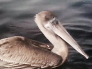 That's Erotic (1979) без перевода.