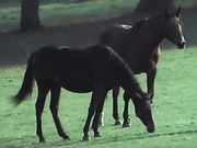 Брижитт Лахе Я твоя возми (1977) SC2