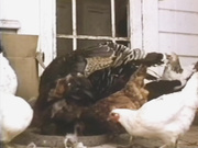 Peaches & Cream - 1981