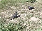 Russian exclusive blowjob outdoors